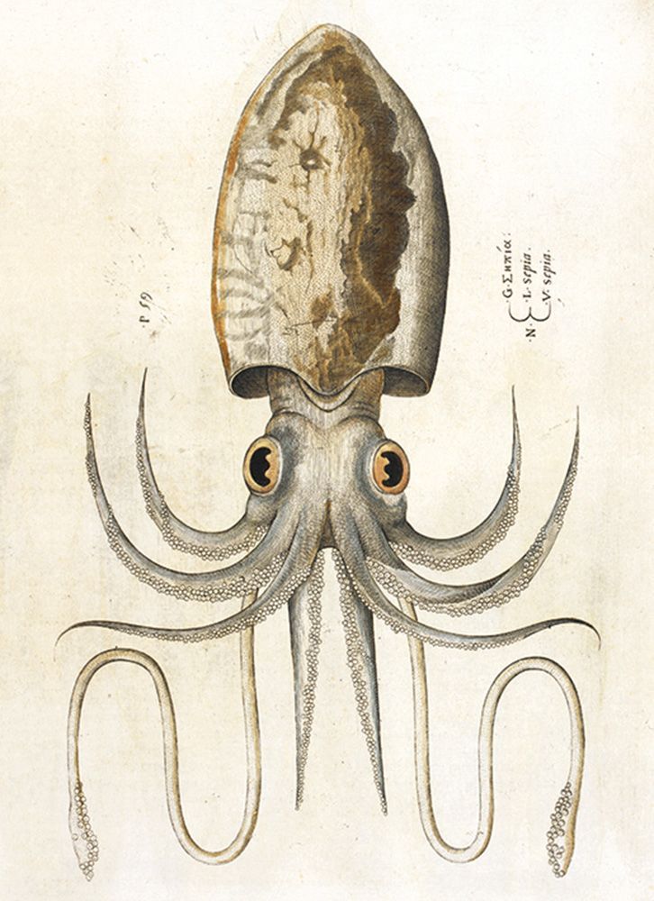 Charles and Ainé Robert Squid Art Card