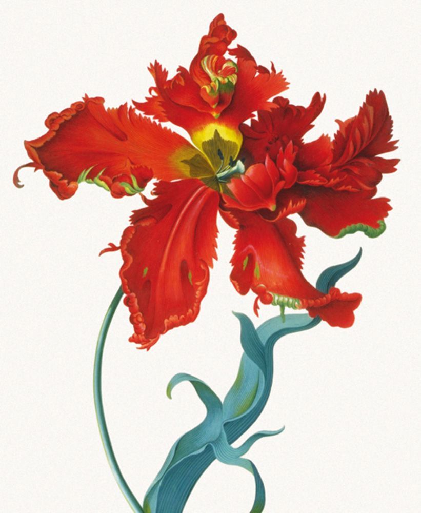 George Dionysius Ehret Parrot Tulip Art Card