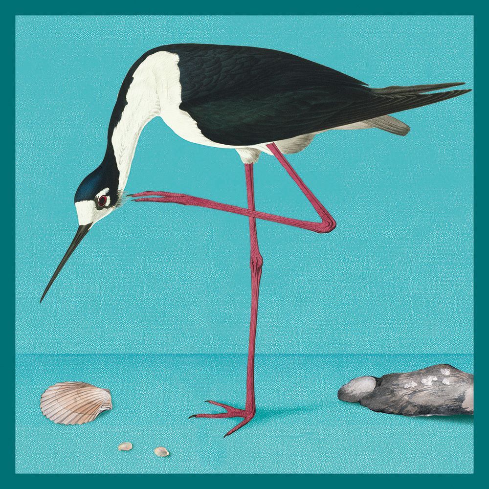 Natural History Museum Long-Legged Avocet Art Card