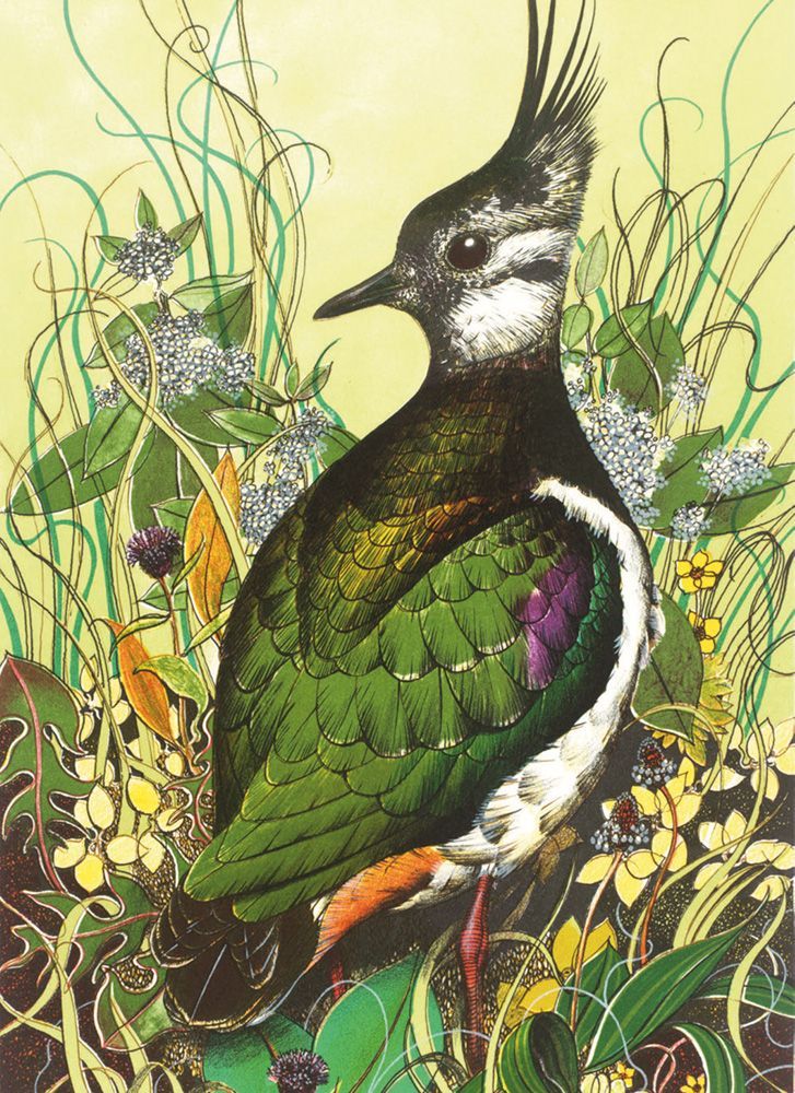 Michael Warren Lapwing Art Card