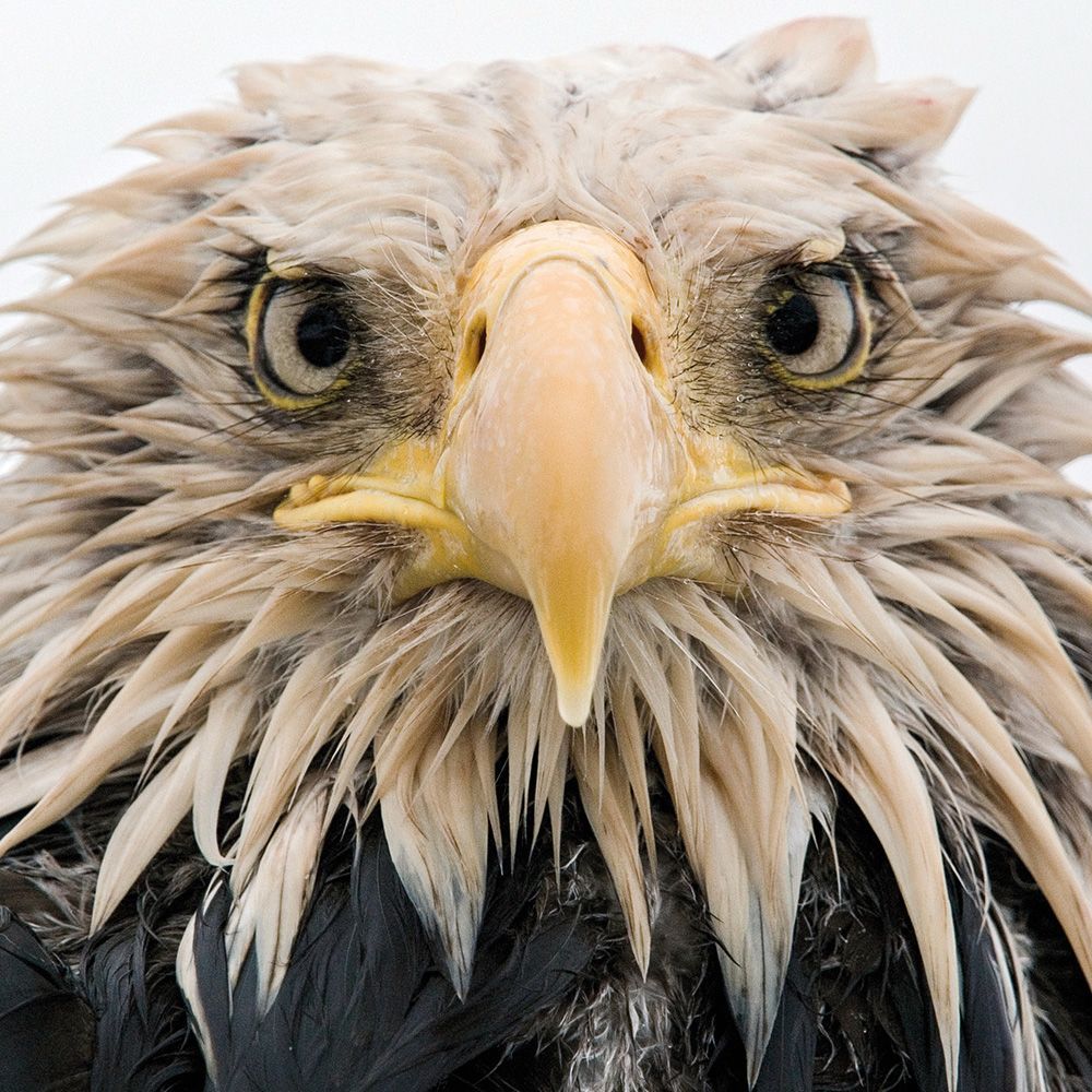 Klaus Nigge Bold Eagle Art Card
