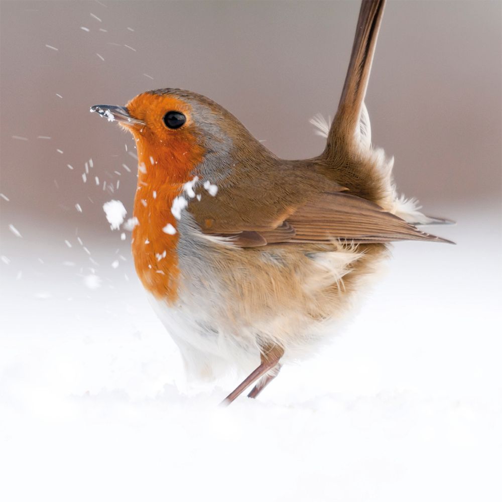 Ross Hoddinott Territorial Strut Christmas Card Pack