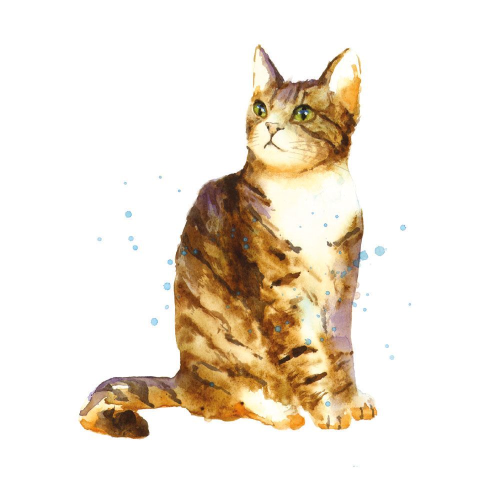 Alison Fennell Alison's Cat Art Card