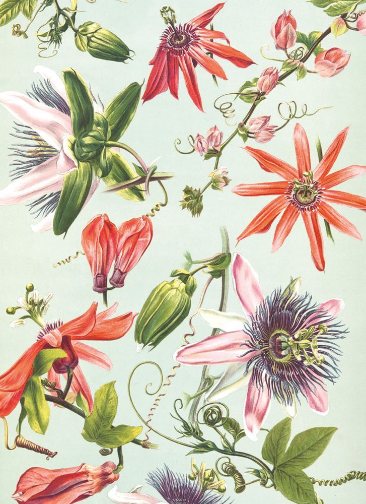 A. Moor Passion Flowers Art Card