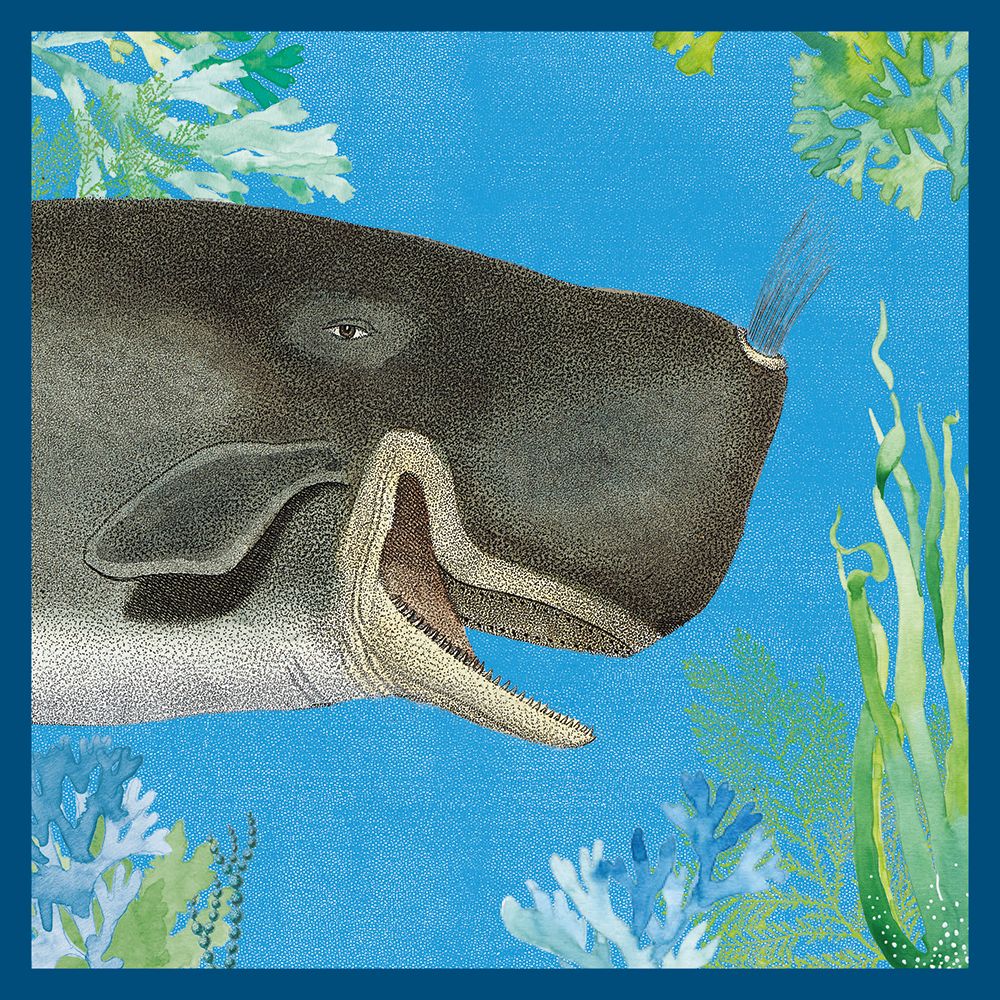 Natural History Museum Cetacean Art Card