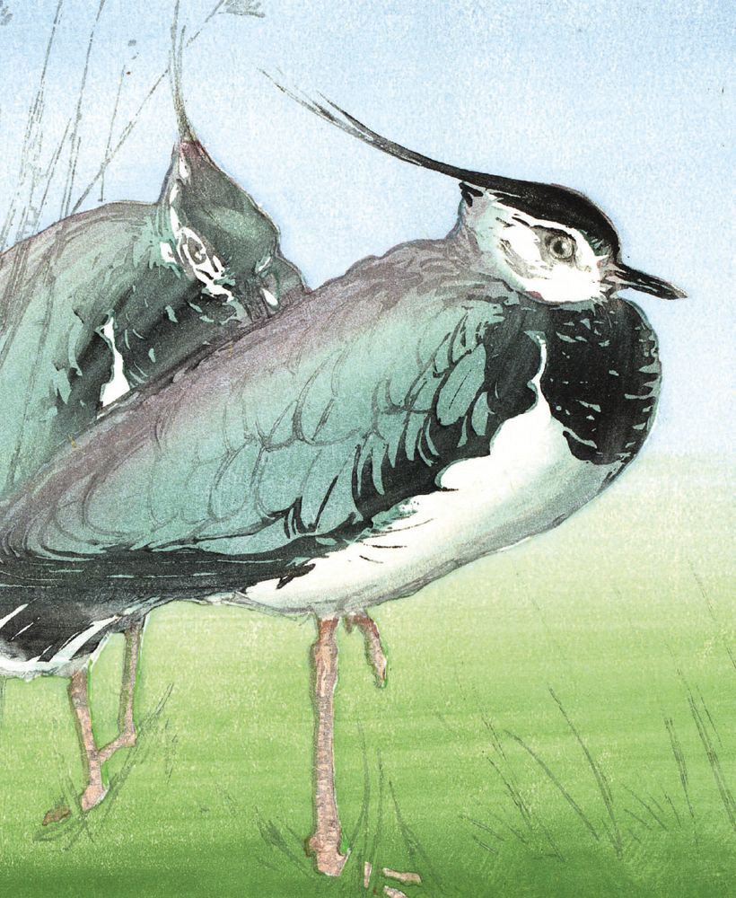 Allen W. Seaby Lapwings Art Card