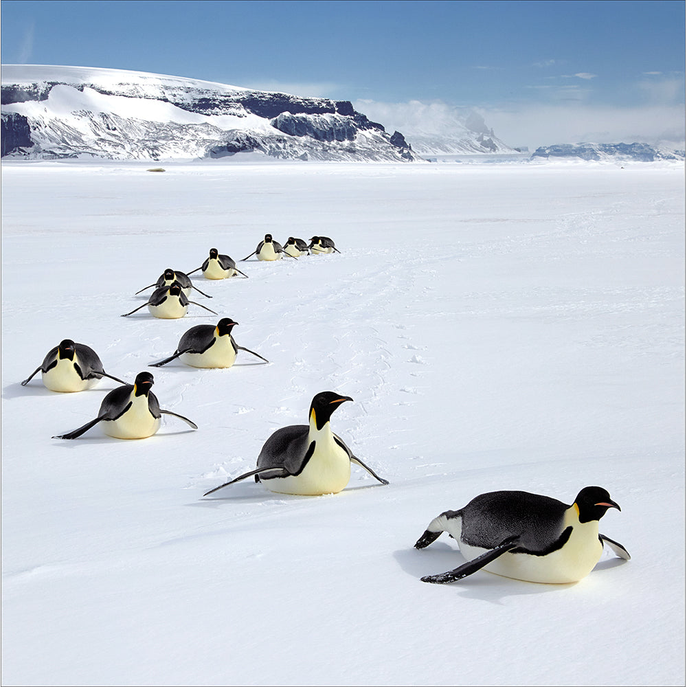Snow Slide Penguins Photographic Christmas Card