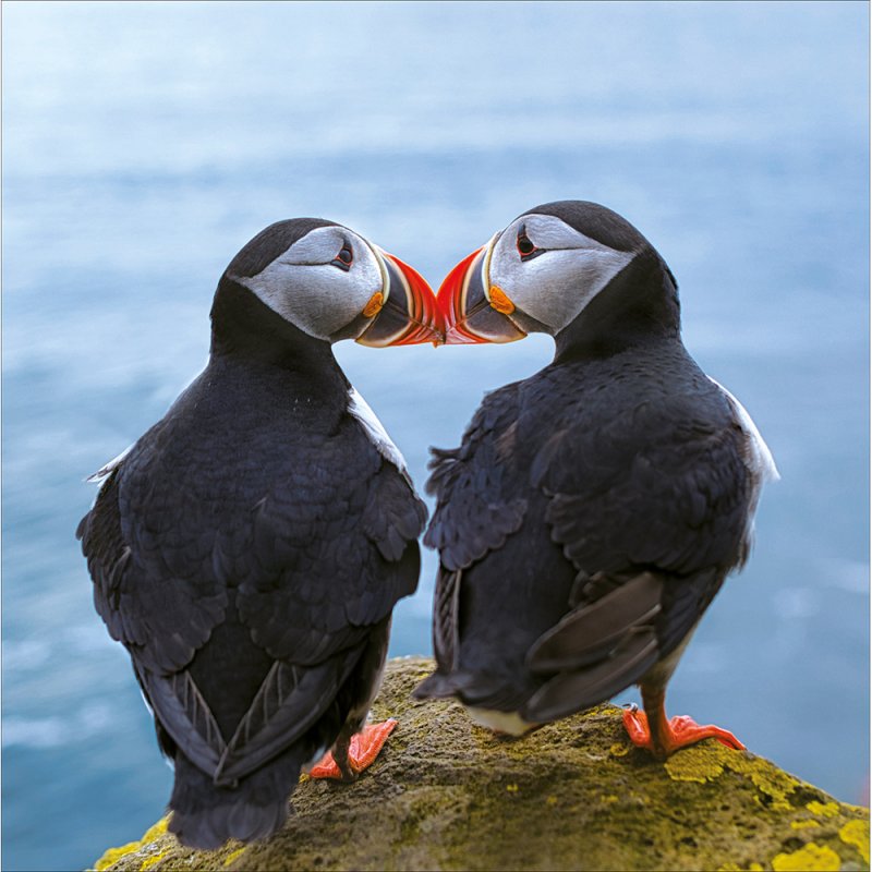 RSPB Atlantic Puffins Blank Greetings Card