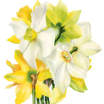 Narcissi Card by Billy Showell