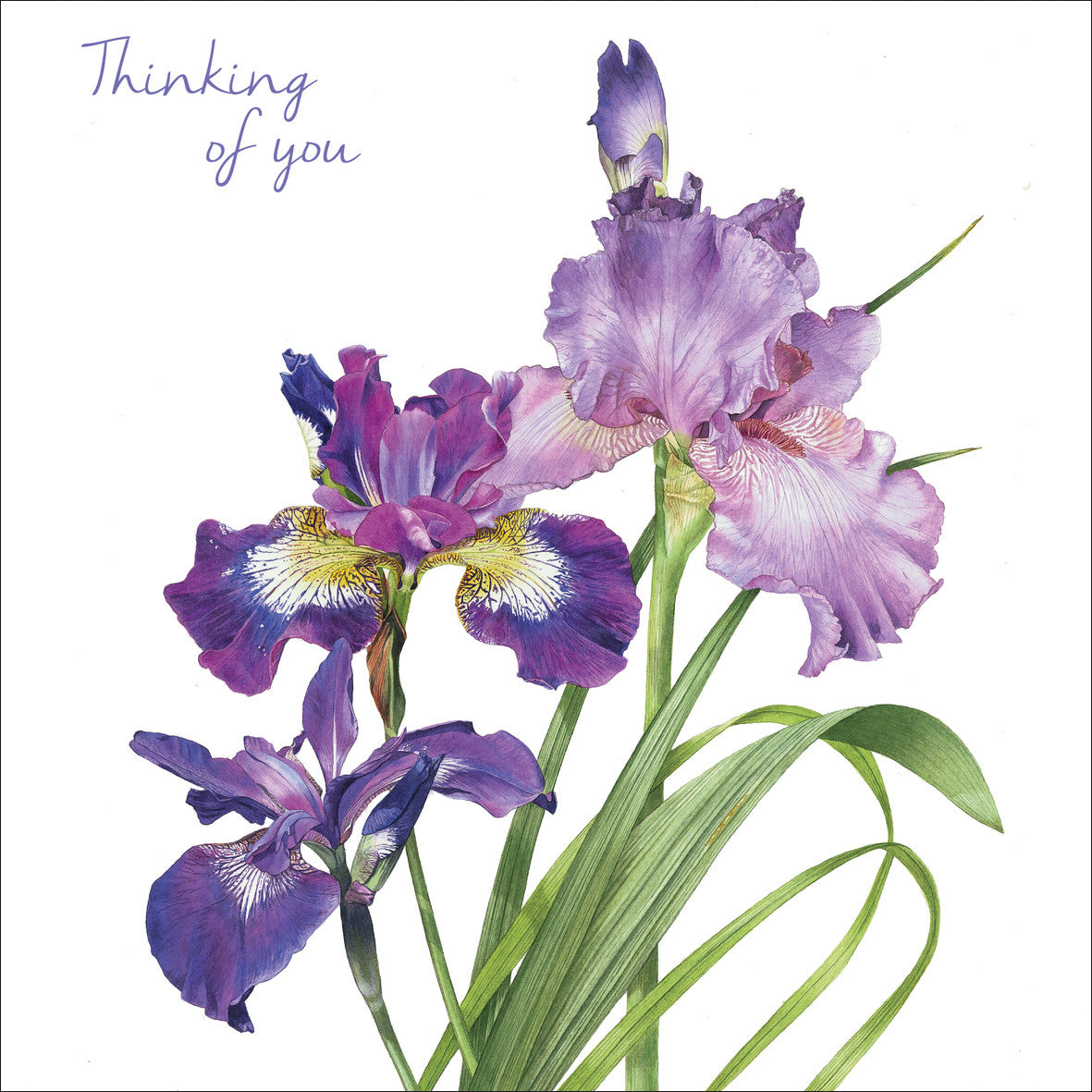 Purple Iris Card by Billy Showell