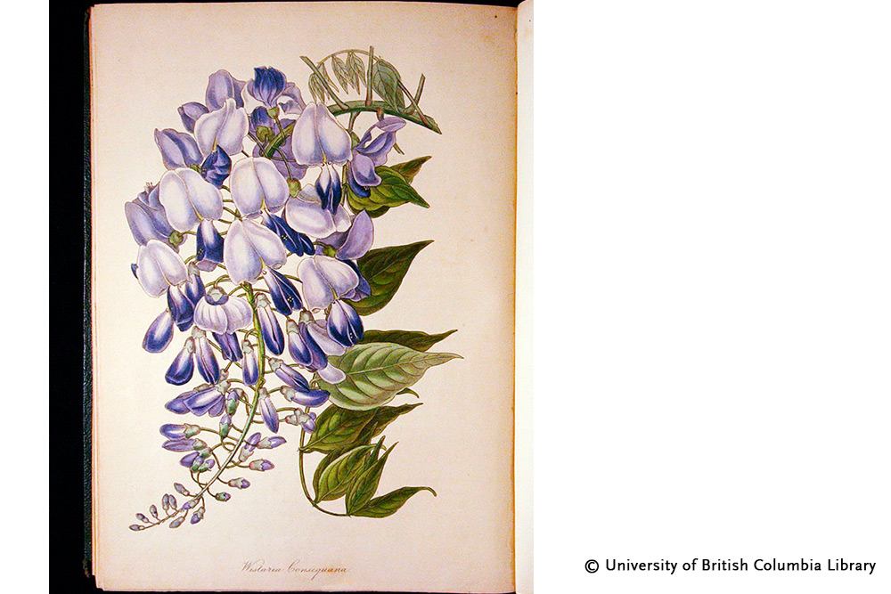 Paperblanks Blooming Wisteria Mini Hardback Journal – Plain, 176 Pages – design detail