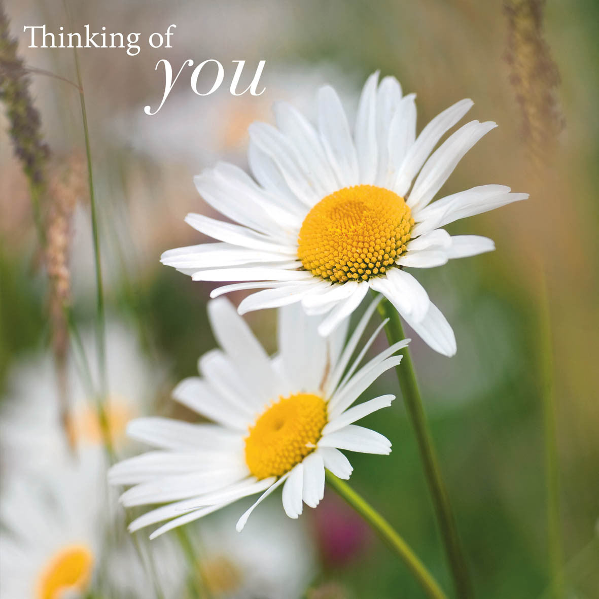 Daisies Photographic Card by Scott Morrish