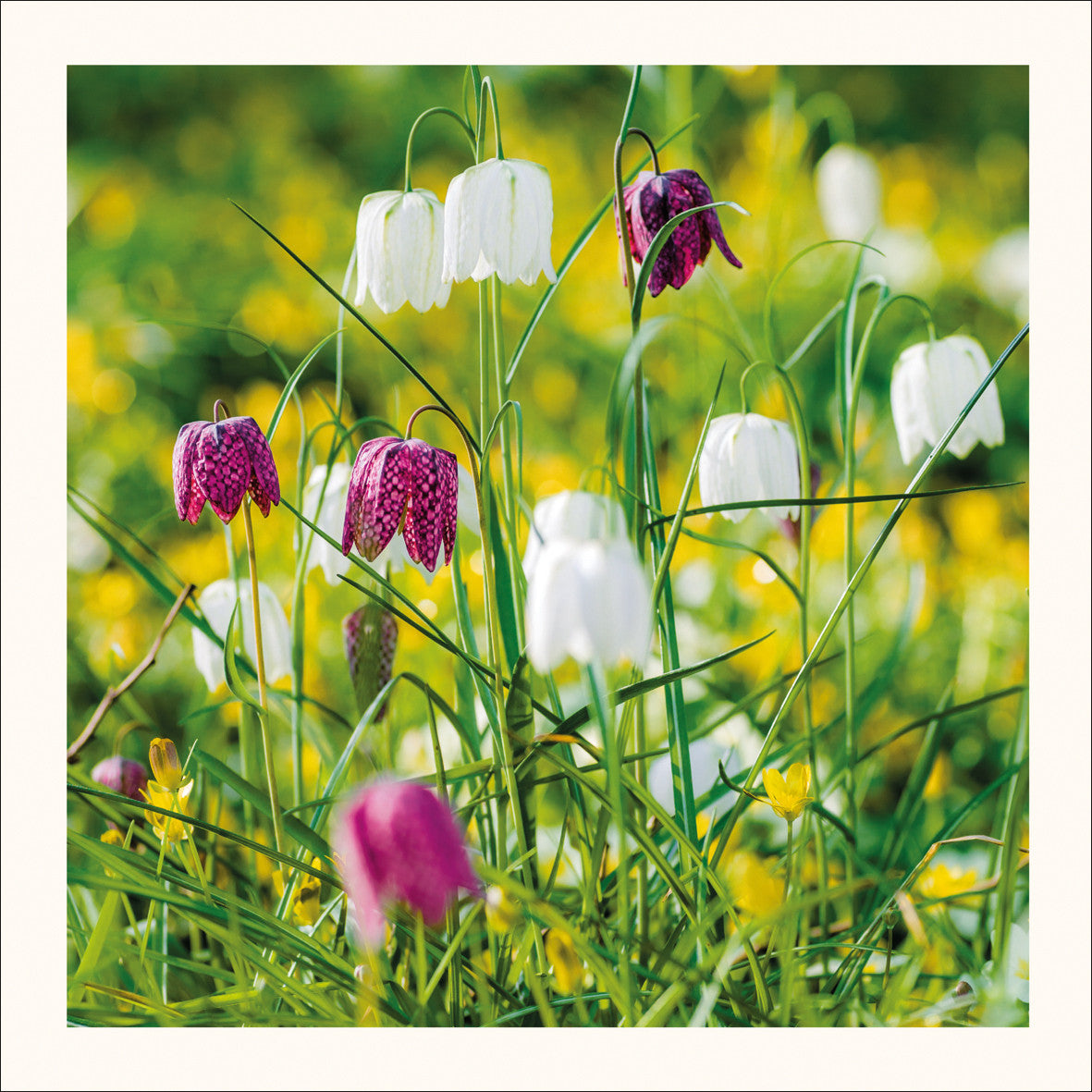 Fritilaries Amongst Buttercups Photographic Card by Scott Morrish