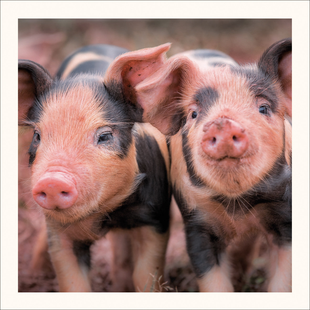 Piglets, Oxford Sandy and Black Photographic Card by Scott Morrish