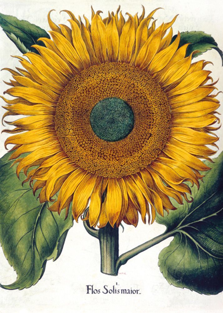 George Mack Sunflower Art Card