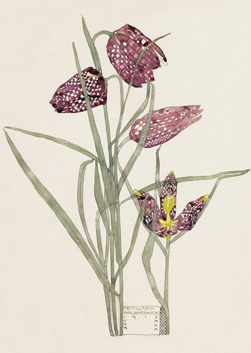 Fritillaria Mackintosh Art Card