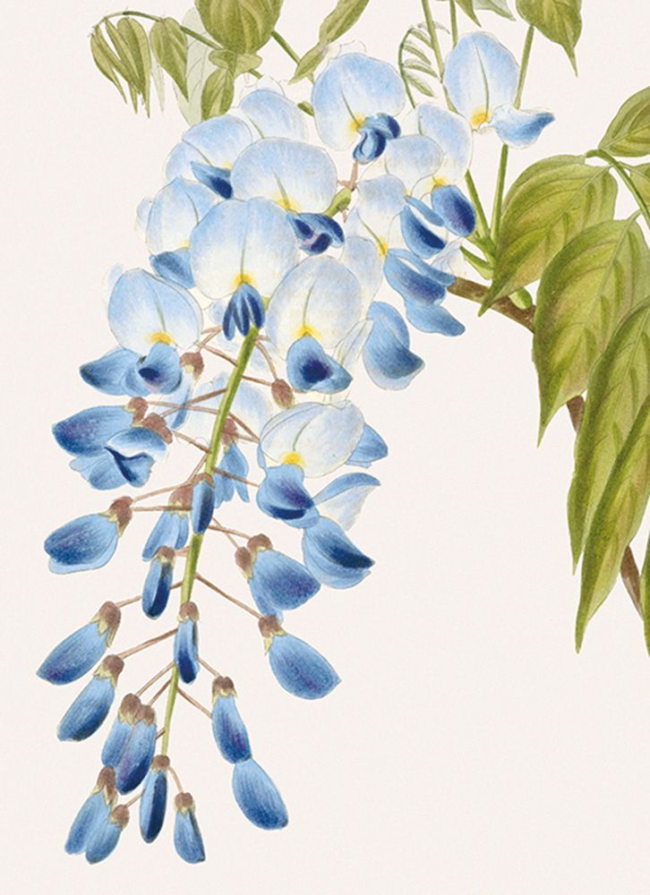 George Cooke Wisteria Art Card
