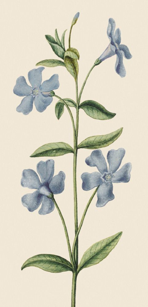 Jacques Le Moyne Des Morgues Lesser Periwinkle Art Card