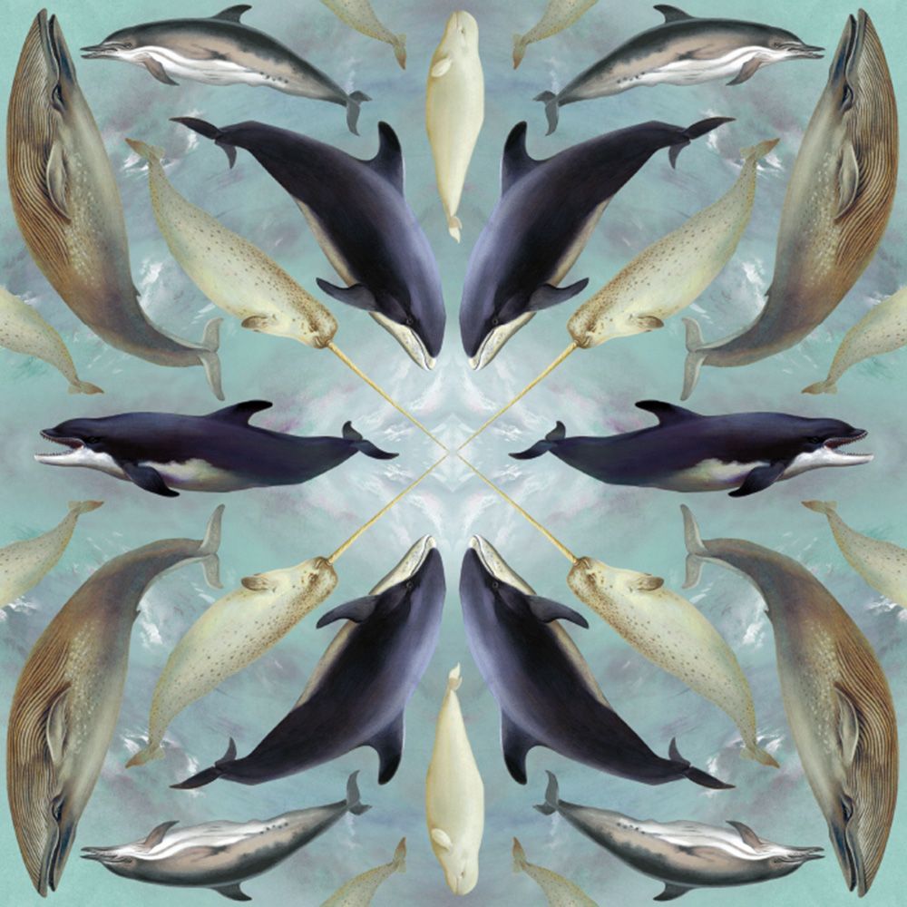 Natural History Museum Aquatic Mammals Art Card