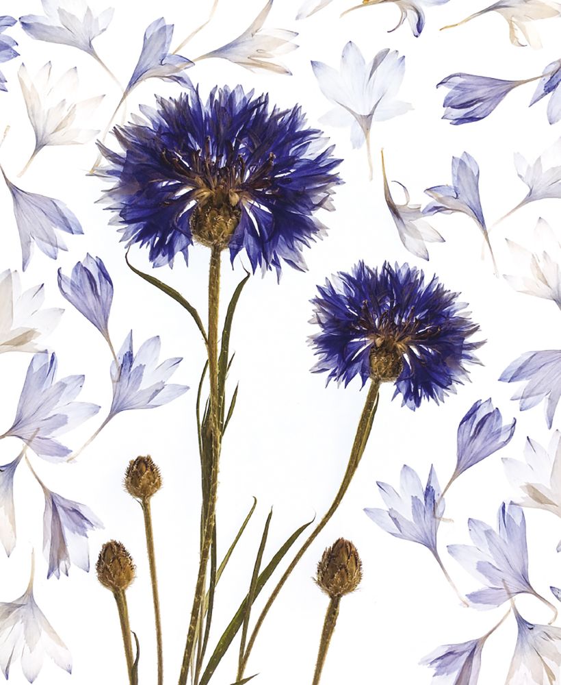 Helen Ahpornsiri Cornflower Cascade Art Card
