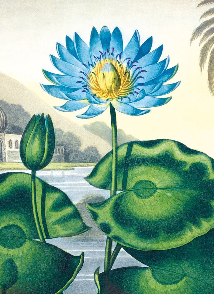 John Thornton The Blue Egyptian Water Lily Art Card