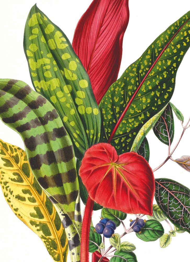 E.G. & A. Henderson The Illustrated Bouquet Art Card