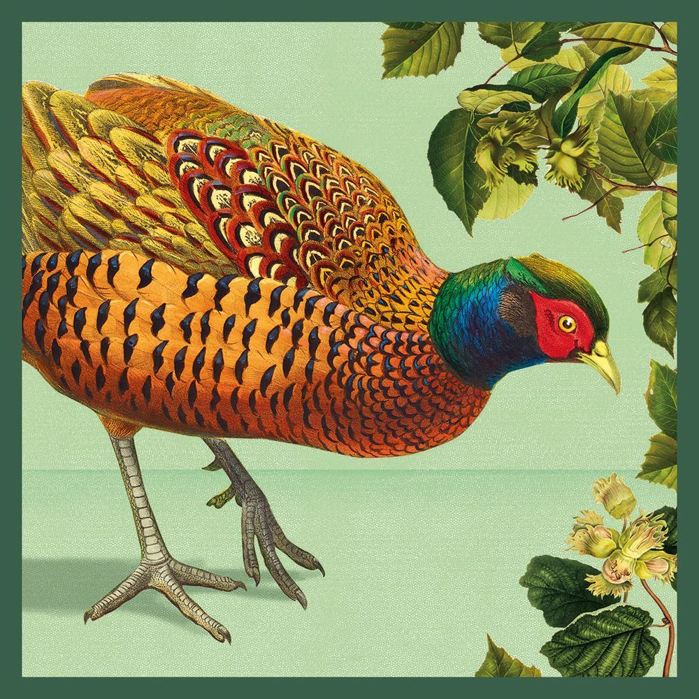 Natural History Museum Common Pheasant Art Card