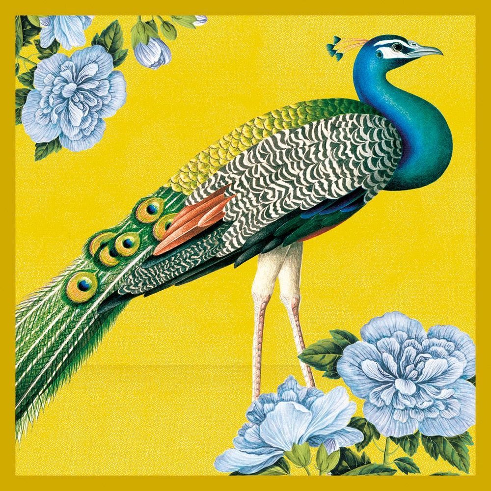 Natural History Museum Indian Peacock Art Card
