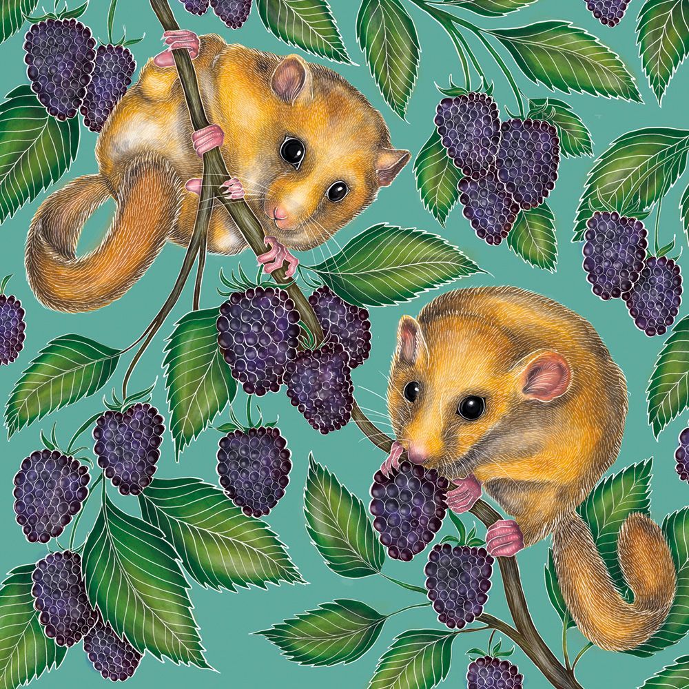 Catherine Rowe Dormice & Blackberries Art Card