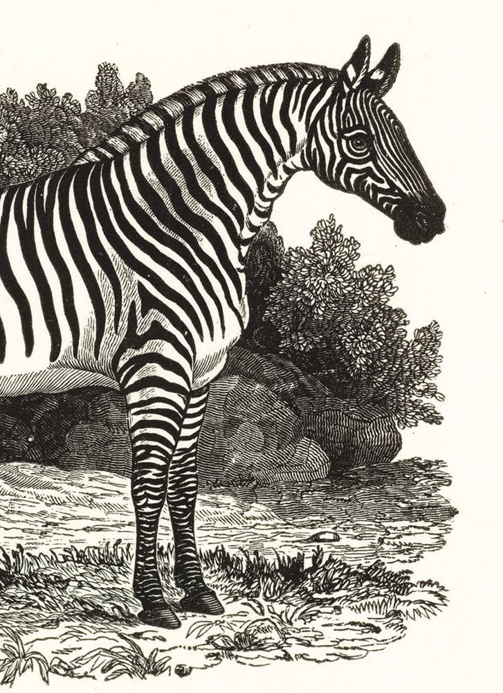 Thomas Bewick Zebra Art Card