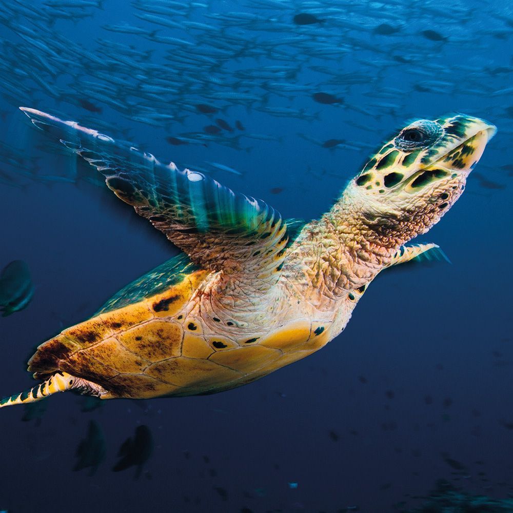 David Doubilet Turtle Flight Art Card