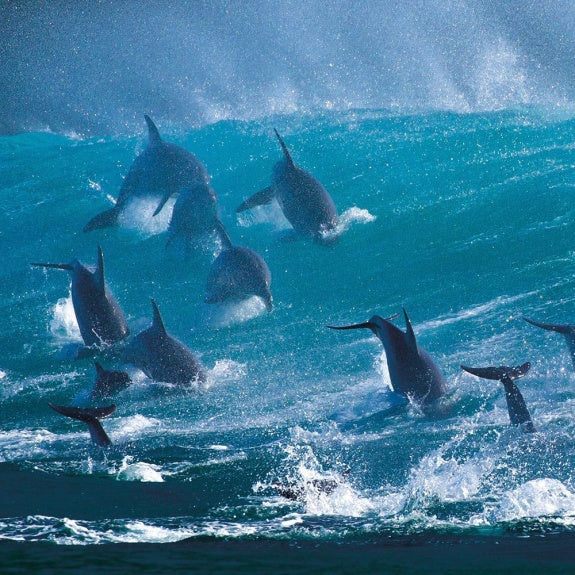 Wim van den Heever Surfing Delight Art Card | Blank Inside