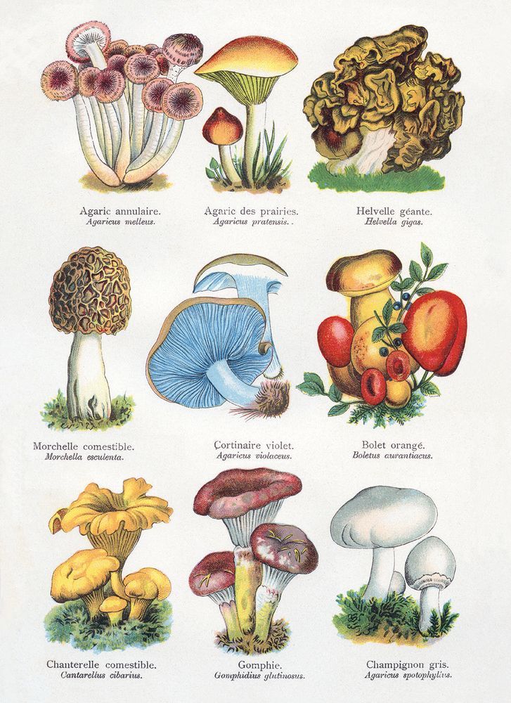 The Boy’s Own Paper / Dr H.M. Menier British Tress & Types of Mushrooms Notecard Wallet