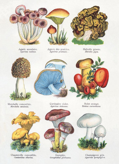 The Boy’s Own Paper / Dr H.M. Menier British Tress & Types of Mushrooms Notecard Wallet