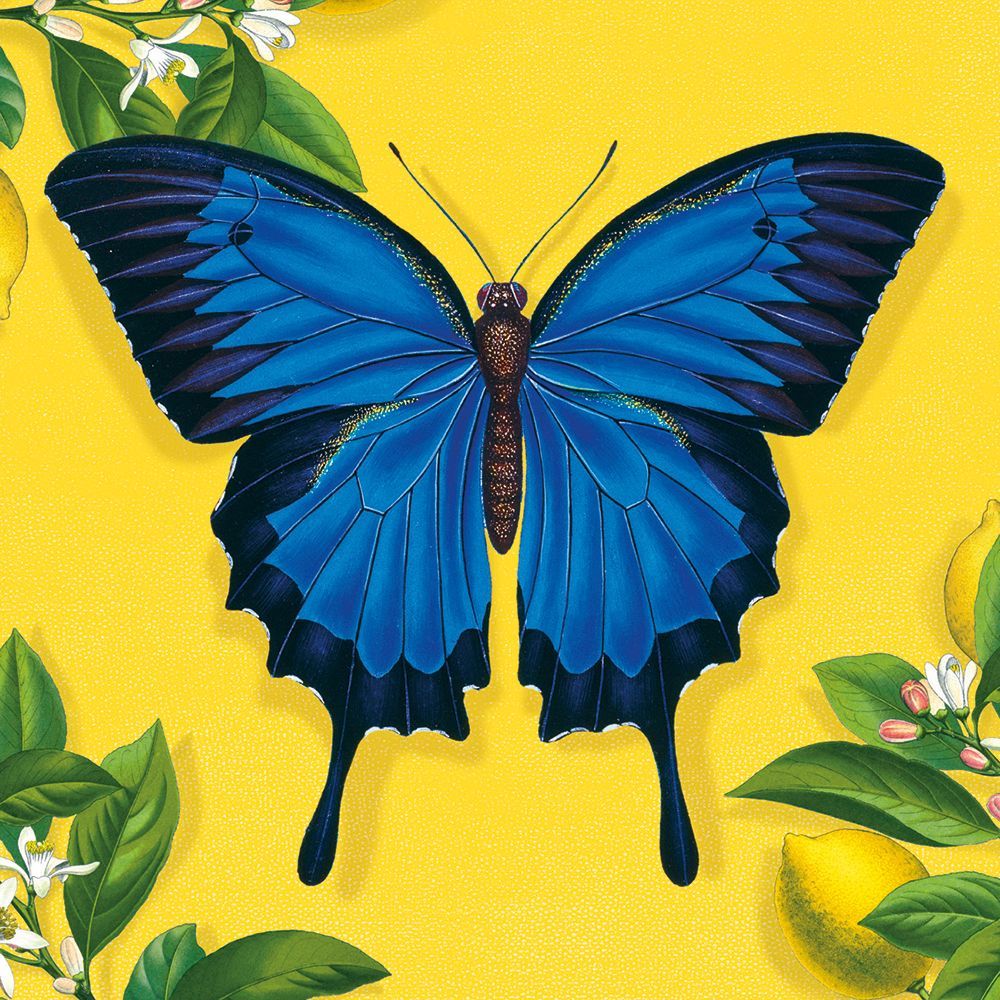 Natural History Museum Ulysses Butterfly Notecard Wallet