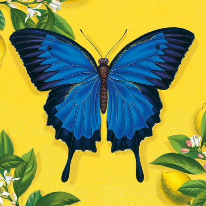 Natural History Museum Ulysses Butterfly Notecard Wallet