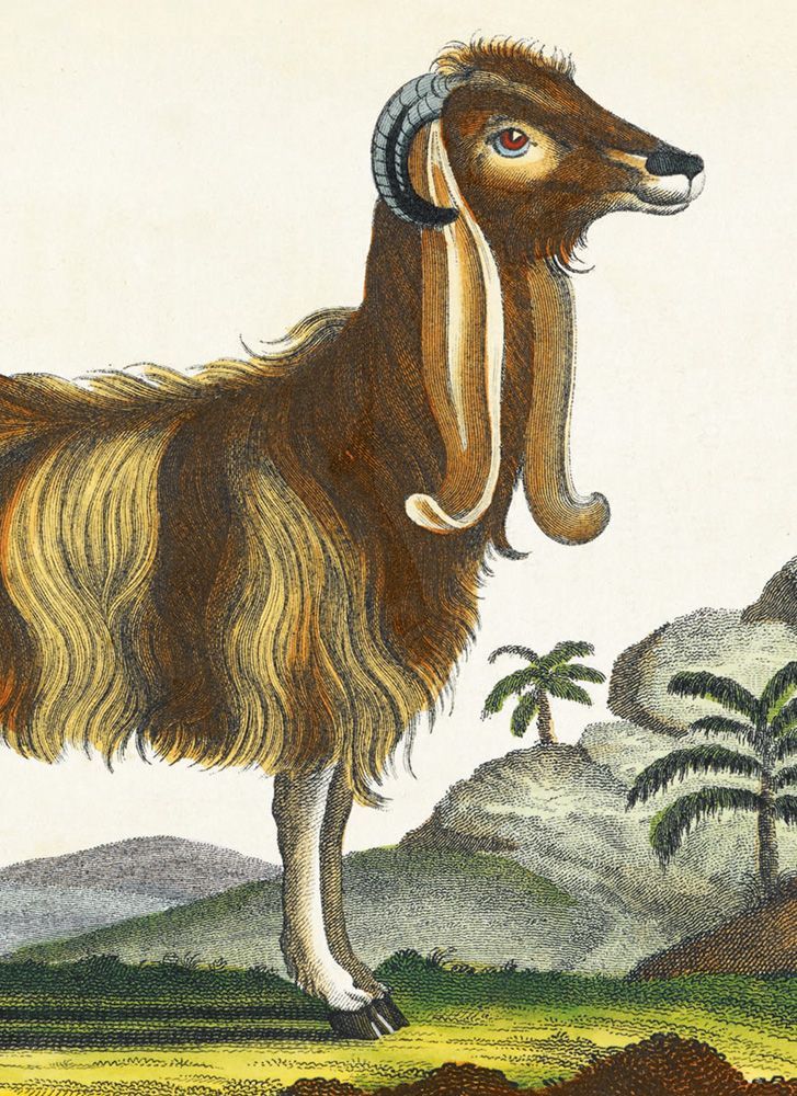 Silby E (Ebenezer) The Syrian Goat Art Card