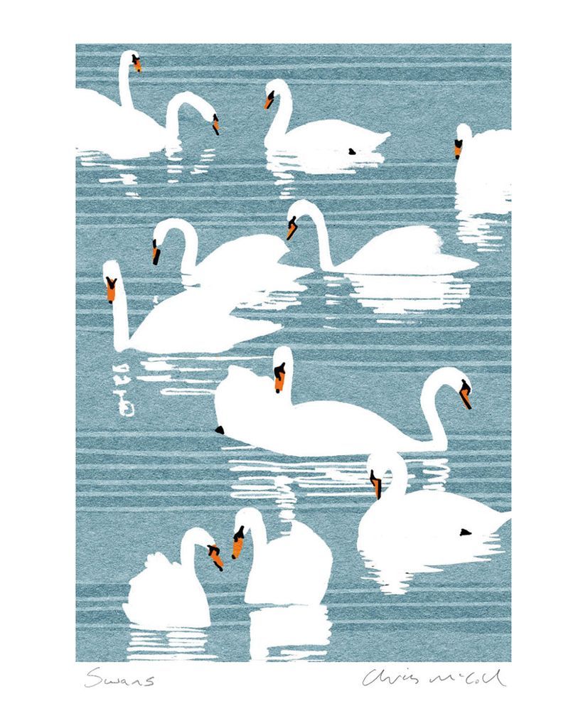 Christopher McColl Swans Art Card