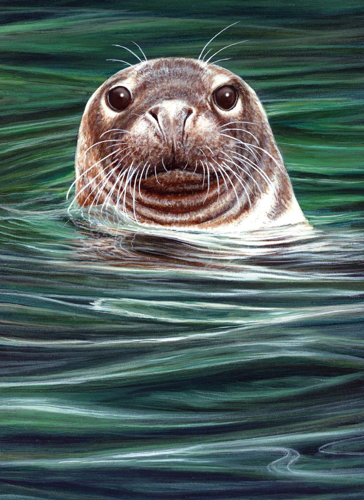 Jeremy Paul Curious Seal Art Card