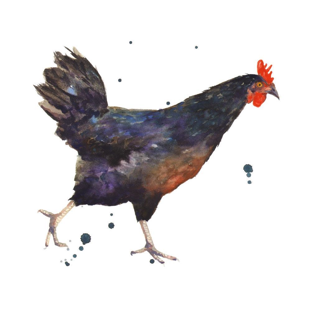 Alison Fennell Chicken Chase Art Card