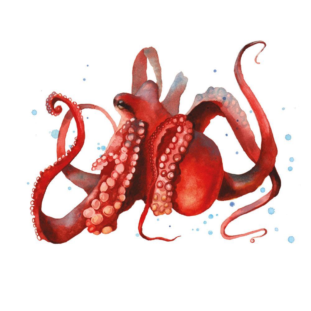 Alison Fennell Ollie Octopus Art Card