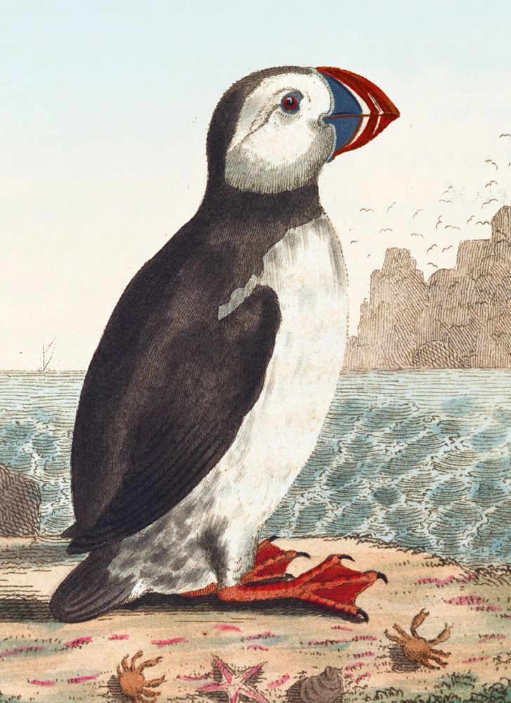 George Graves Alca Arctica Art Card