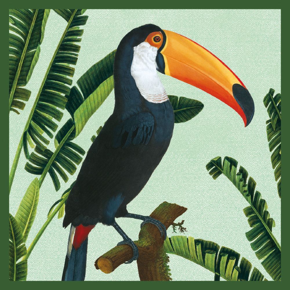 Natural History Museum Toco Toucan Art Card