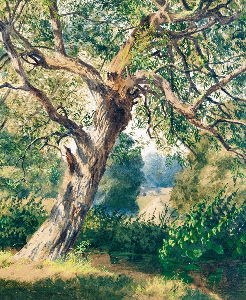 Thomas F. Collier Study of Trees Art Card