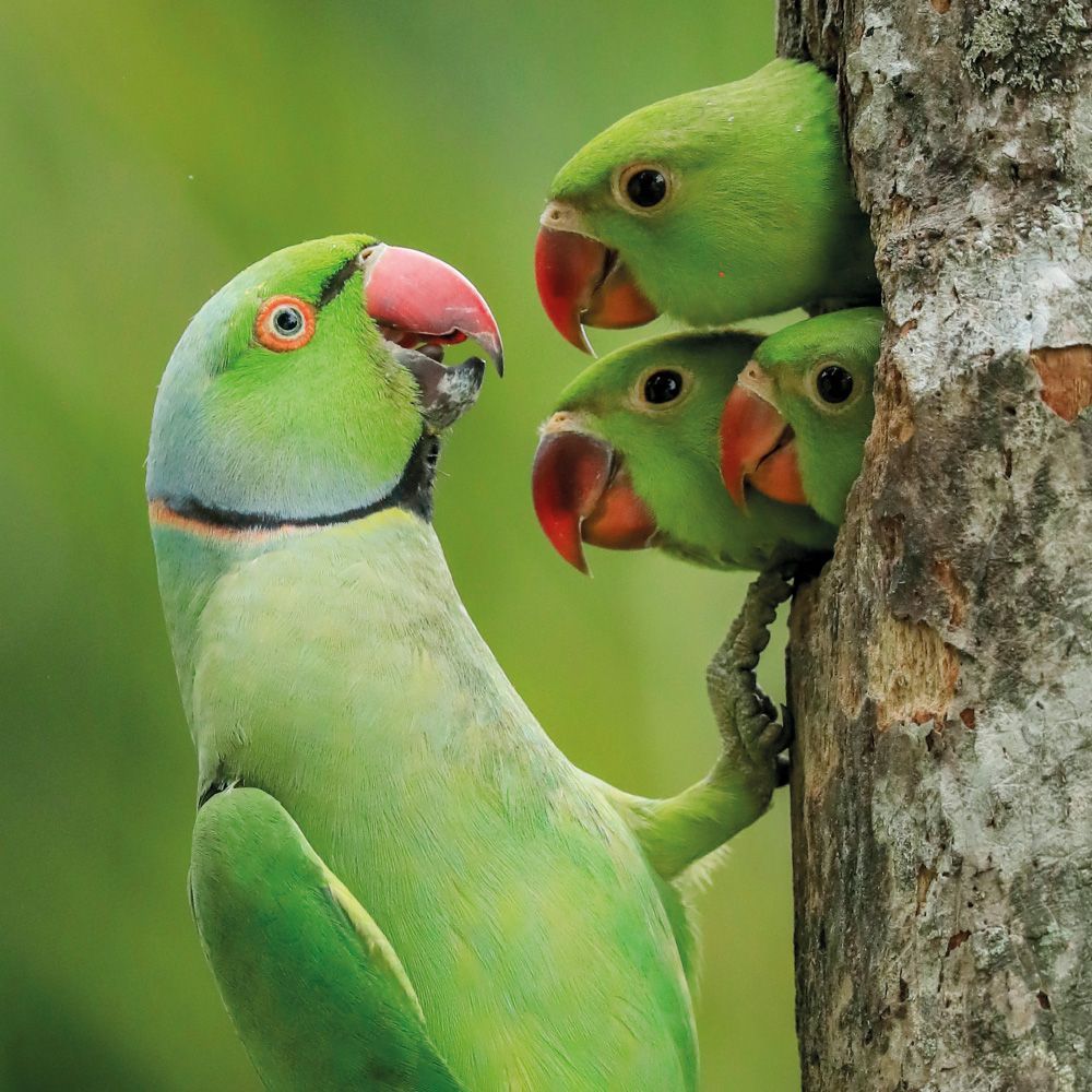 Gagana Mendis Wickramasinghe Lockdown Chicks Art Card