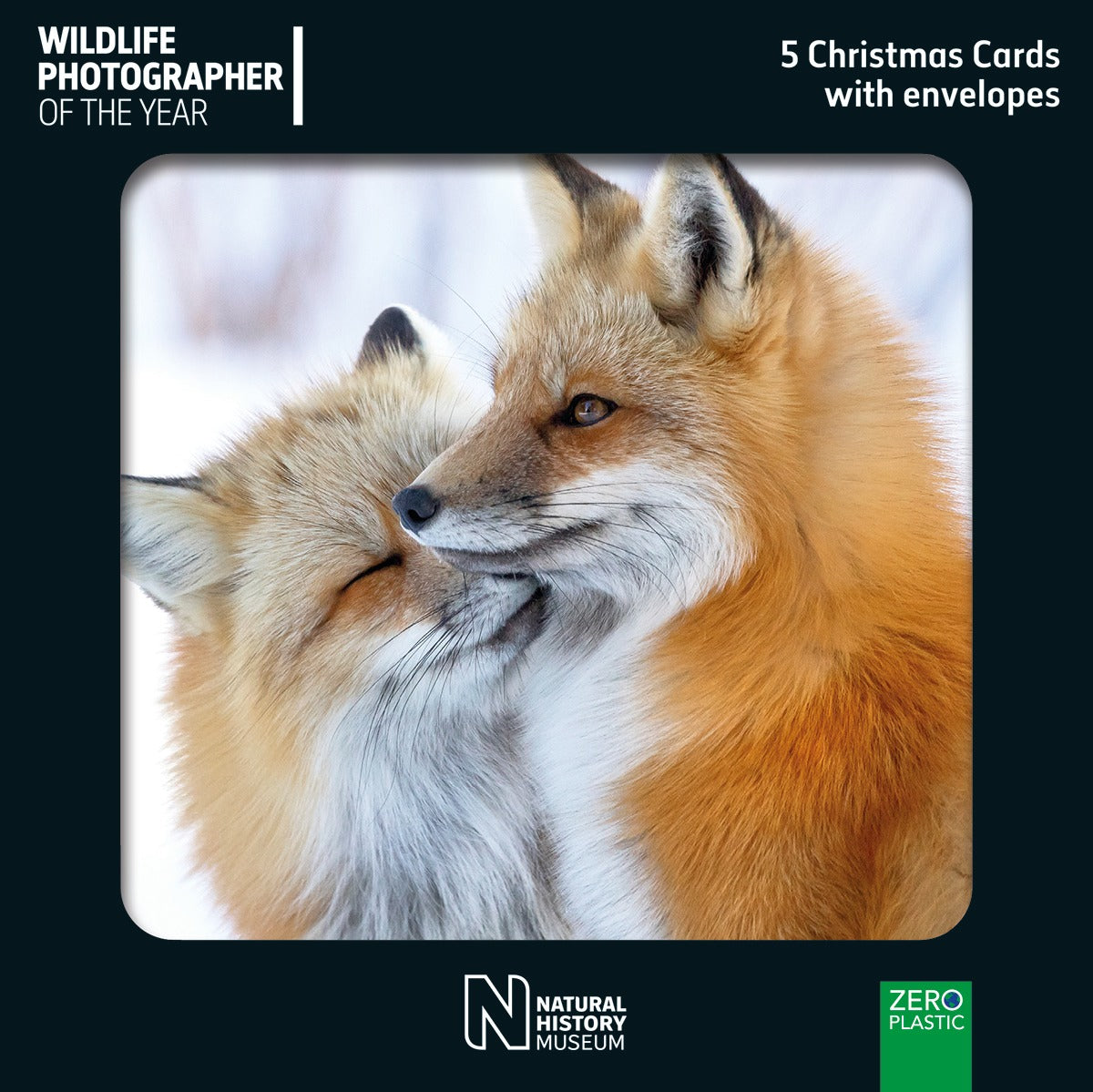 Brittany Crossman Fox Affection Christmas Card Pack