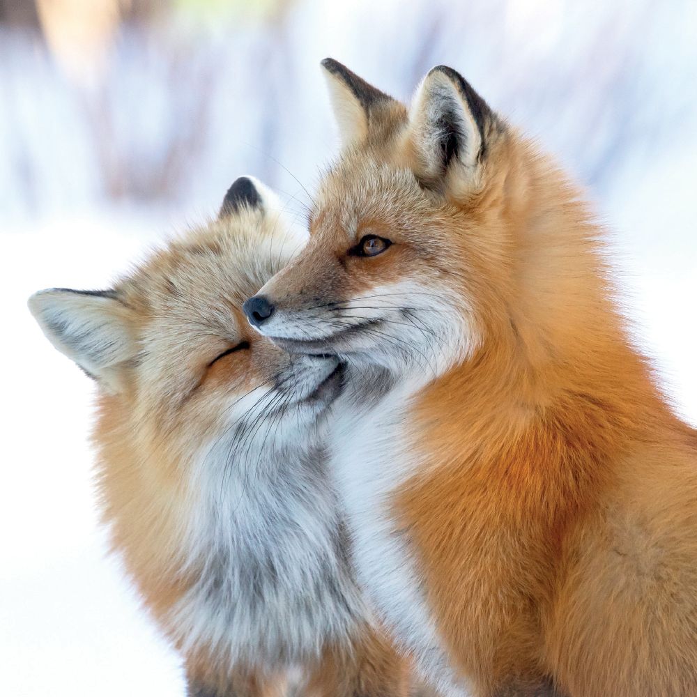 Brittany Crossman Fox Affection Christmas Card Pack