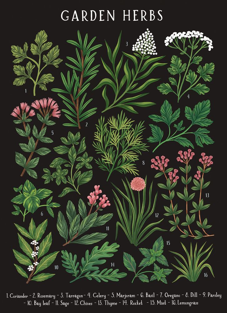 Kaja Kajfez Garden Herbs Art Card