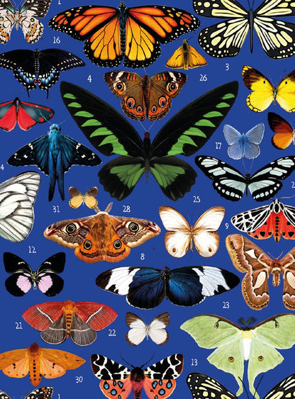 Mary Katrantzou Butterflies Greeting Card Pack