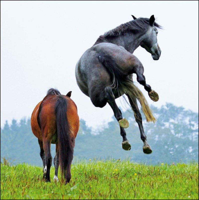 Horsing Around Photographic Blank Greetings Card